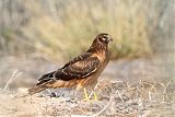 Northern Harrier